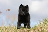 SCHIPPERKE 767